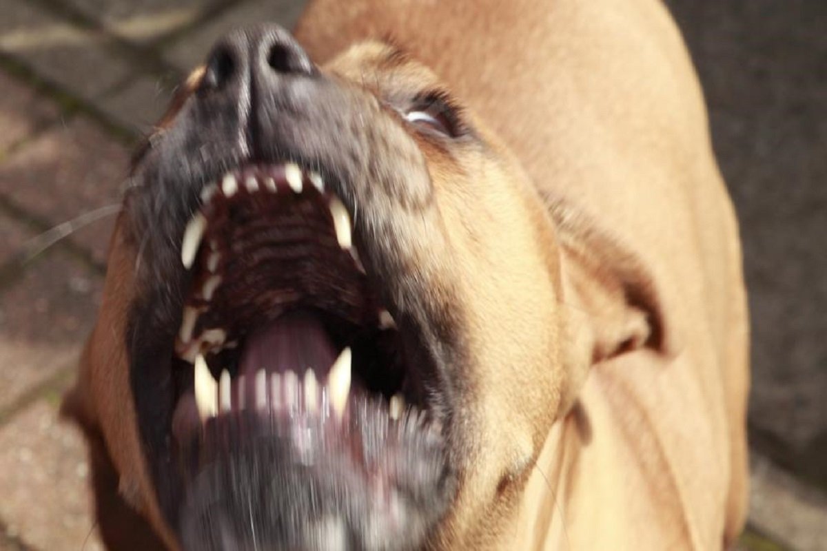 La iniciativa contempla un registro de perros mordedores.