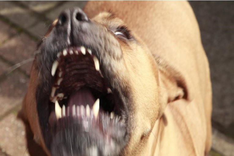 Veterinaria Municipal remarc&oacute; que "est&aacute; activo" el registro para perros potencialmente peligrosos