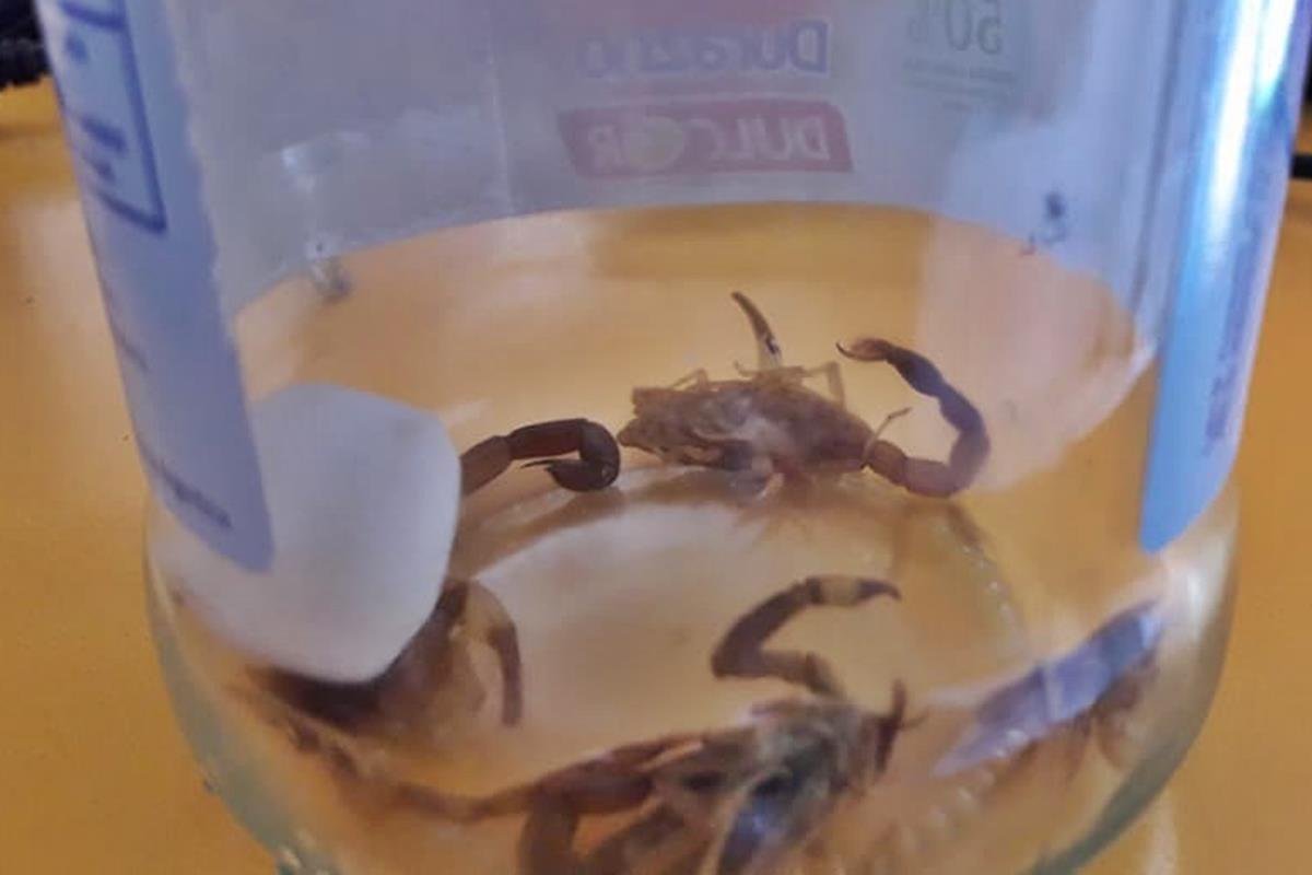 Un solo ejemplar reportado, en lo que va del año.