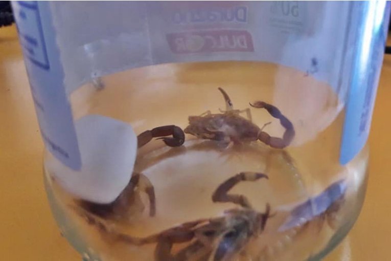 Saneamiento Ambiental detall&oacute; que insectos combatir para evitar la presencia de alacranes