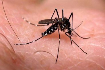 Leiva adelantó que el Dengue será un gran desafío para el próximo verano. Leiva adelantó que el Dengue será un gran desafío para el próximo verano.