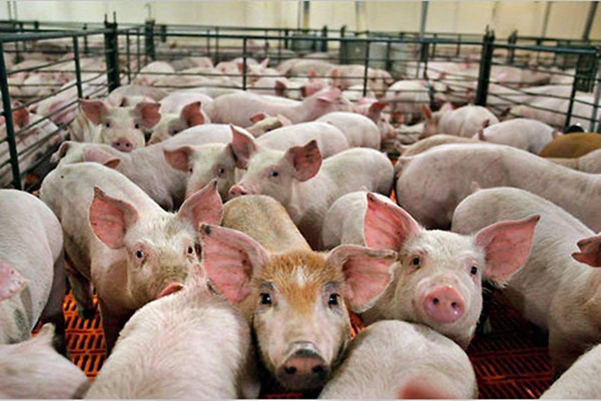 La triquinosis es causada por el consumo de carne cruda o mal cocida de cerdo o jabal&iacute;.