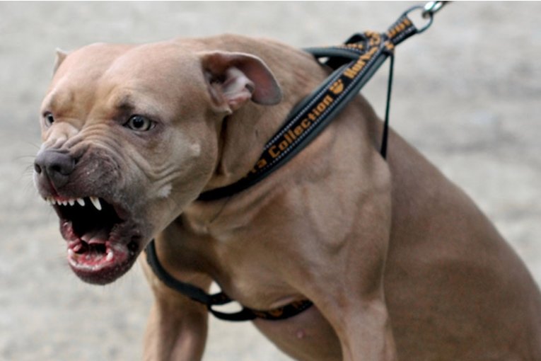 Un ni&ntilde;o de 8 a&ntilde;os fue mordido de gravedad por un perro