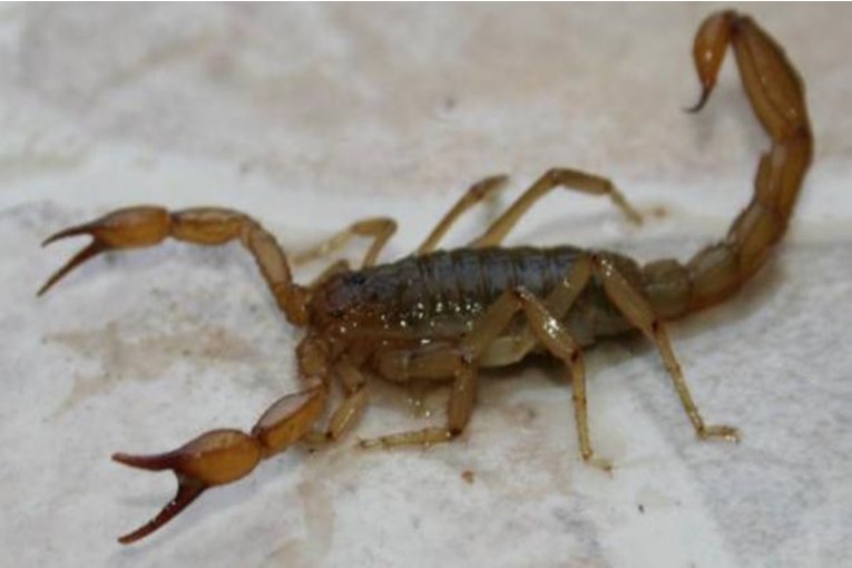 Desde la cartera de Salud brindan recomendaciones ante la proliferaci&oacute;n de alacranes