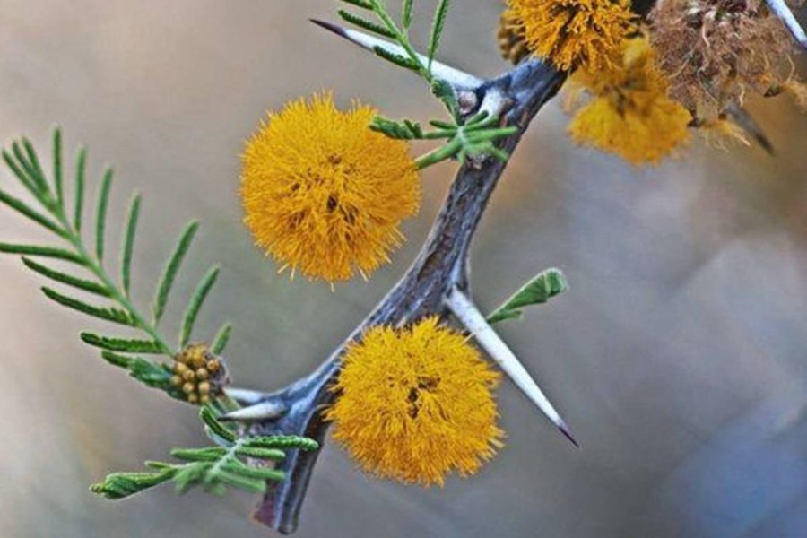 La flor del aromito.