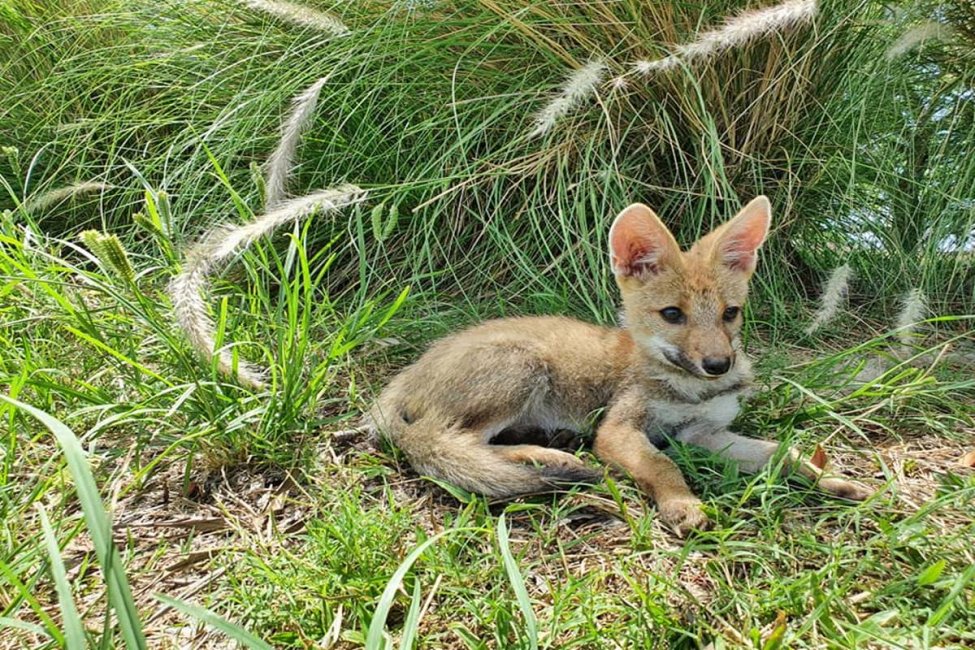 Liberaron a un "nuevo integrante de la vida silvestre" en el Parque San Carlos