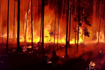 Más de 5 mil hectáreas afectadas, tras los incendios forestales de diciembre. Más de 5 mil hectáreas afectadas, tras los incendios forestales de diciembre.