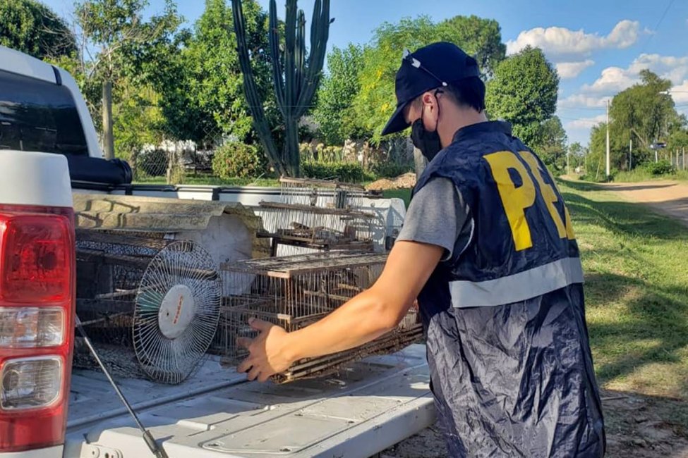 Policía Federal encontró en una vivienda concordiense más de 50 aves que estaban en "pésimas condiciones"