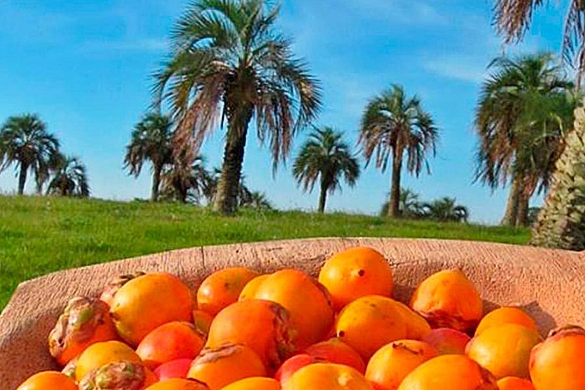 Se trata de una plaga ex&oacute;tica invasora que amenaza palmeras.