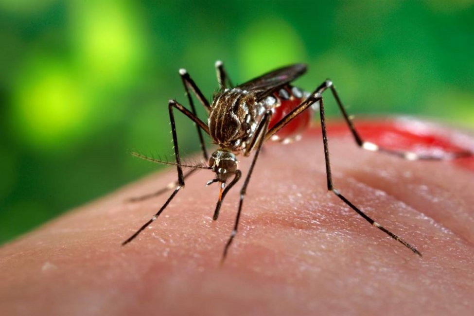 Entre Ríos se prepara para realizar el monitoreo del mosquito transmisor del Dengue