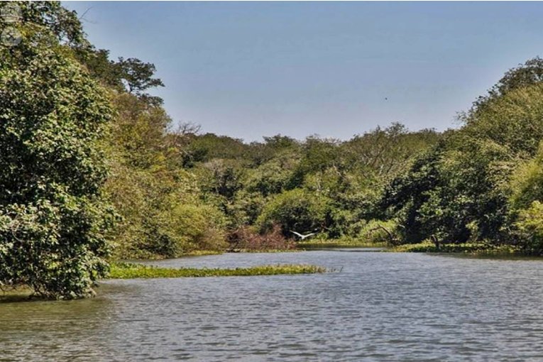 En el Día de los Humedales destacaron la creación de un parque en islas del Río Uruguay