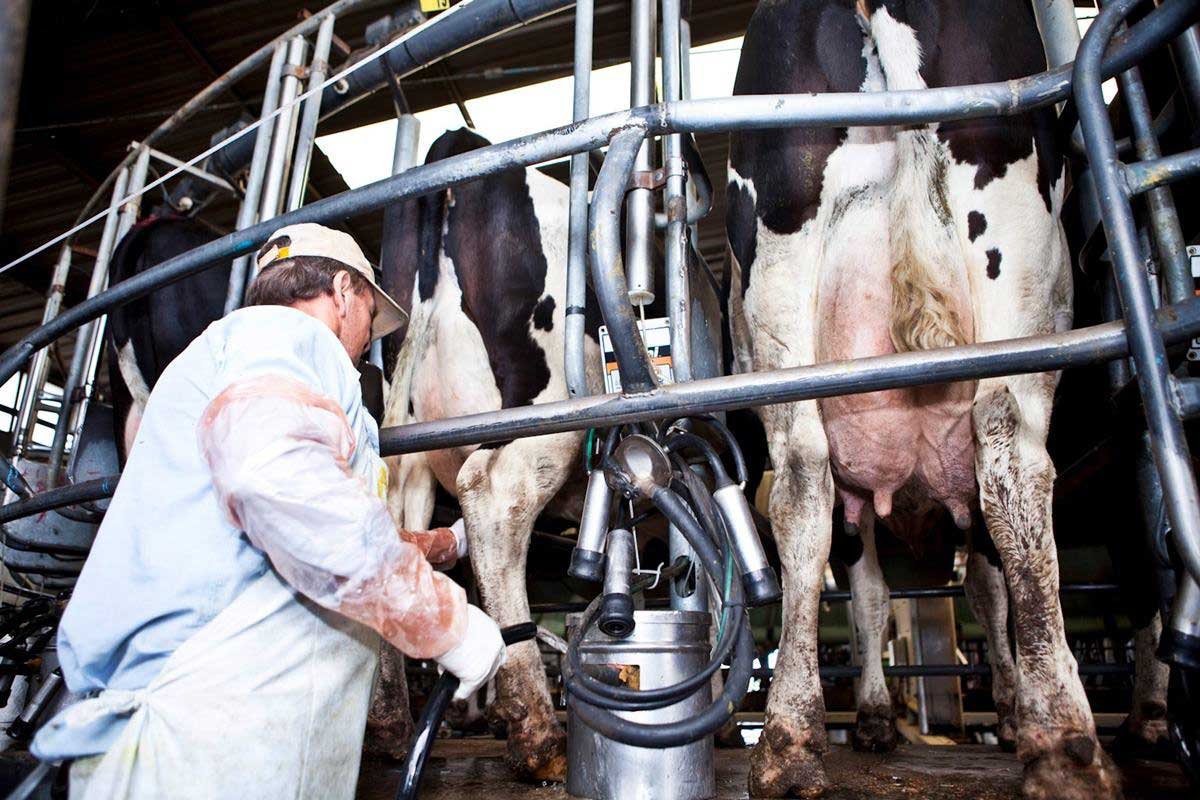 El sector admiten la baja en el consumo interno.