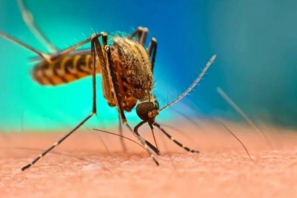 Detectaron el segundo caso de dengue en una localidad de la región