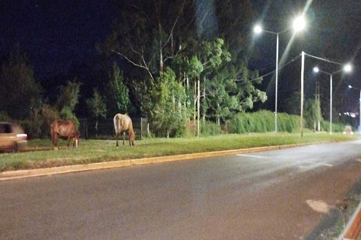 A diario se ven los caballos sueltos en la zona de Villa Adela.