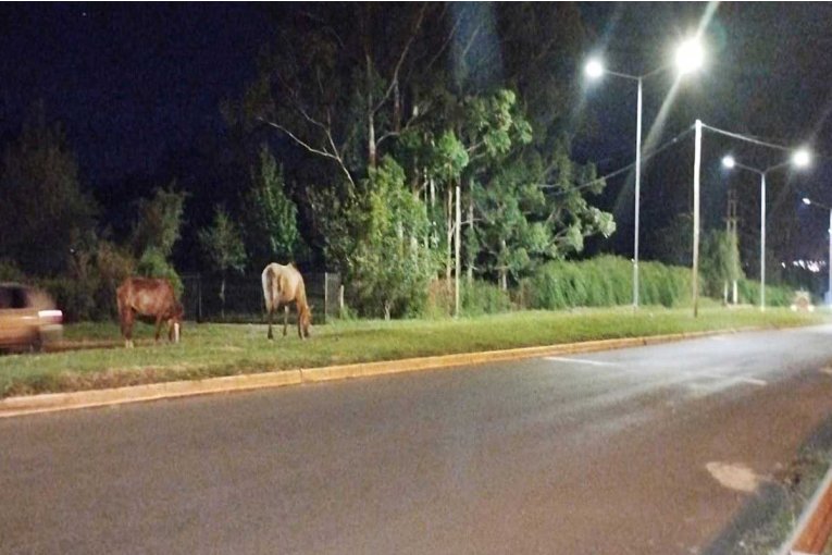 Sigue el riesgo de los caballos sueltos en la zona de Villa Adela