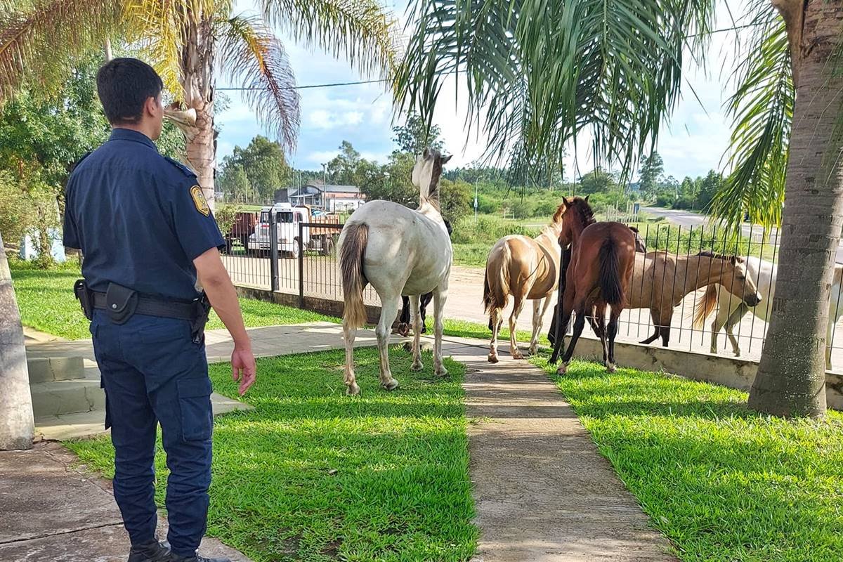 Los equinos sueltos ingresaron al predio de la capilla.