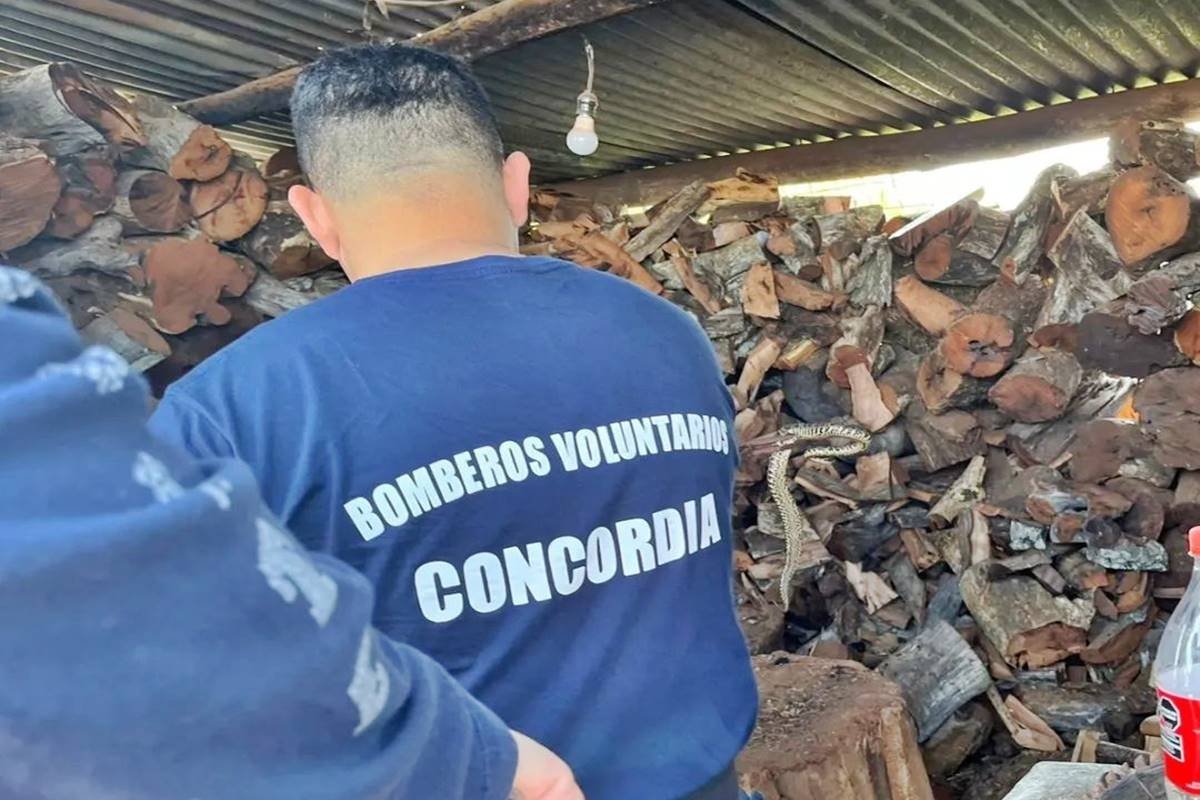 El ejemplar apareció en un local de venta de leña.