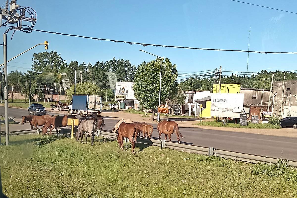 Se intensific&oacute; el deambular de caballos sueltos en Villa Adela.
