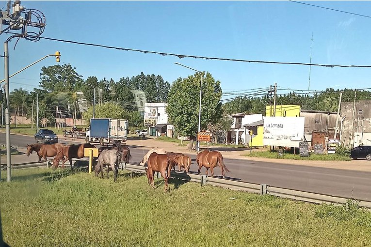 Vecino de un barrio concordinse advierten que se intensific&oacute; el deambular de caballos sueltos "a toda hora"