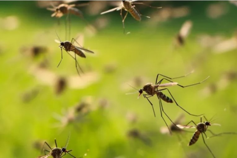 Salud brindó precisiones sobre la &ldquo;explosión poblacional&rdquo; de mosquitos en Entre Ríos
