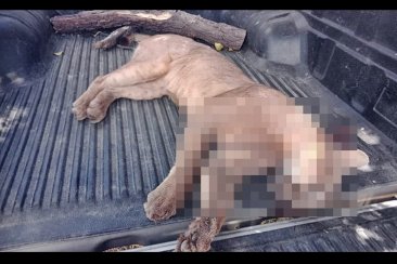CEYDAS difundió el hecho, que fue denunciado por vecinos del paraje. CEYDAS difundió el hecho, que fue denunciado por vecinos del paraje.