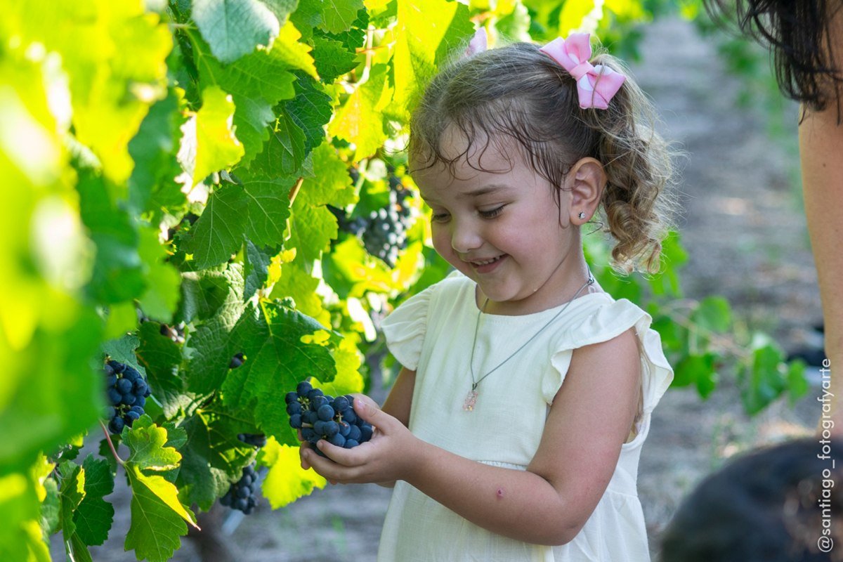 La variedad tanat fue la que logr&oacute; el certificado.