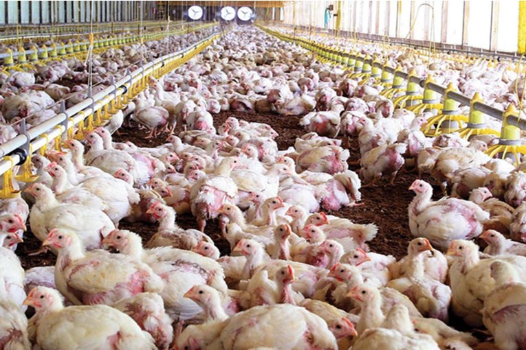 Los recientes anuncios de China favorecerán al sector aviar y de nuez pecán de Entre Ríos