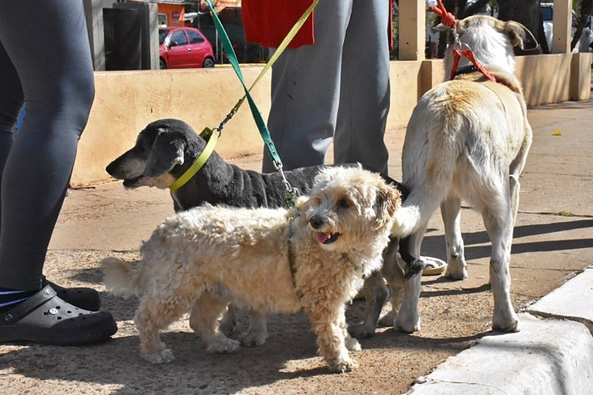 Charla sobre el derecho de los animales. Charla sobre el derecho de los animales.