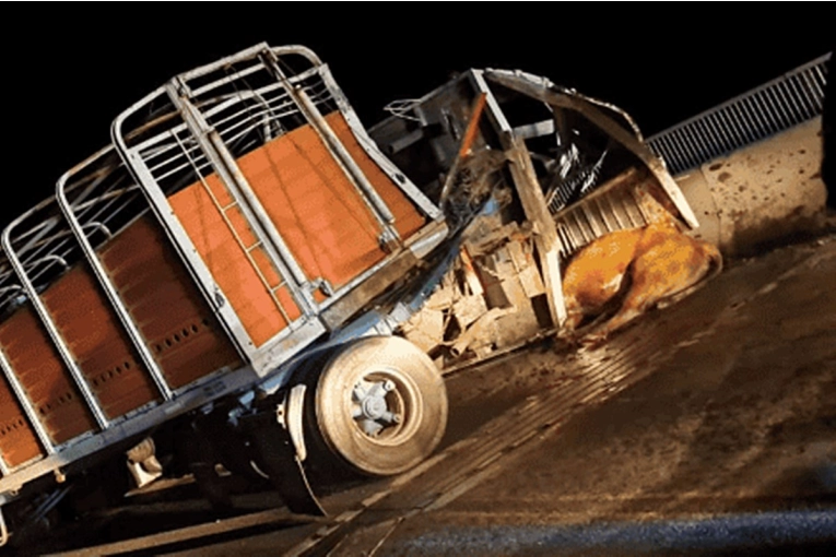 Bajó a ver un choque y fue embestida por un toro que escapaba del camión accidentado