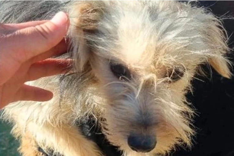 Concordia tendr&aacute; un festival solidario por el D&iacute;a del Animal a beneficio de perros rescatados