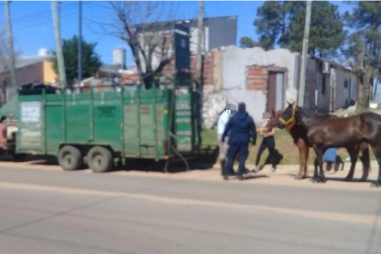 El Colegio de Veterinarios de Entre Ríos repudió la agresión a Gesualdi