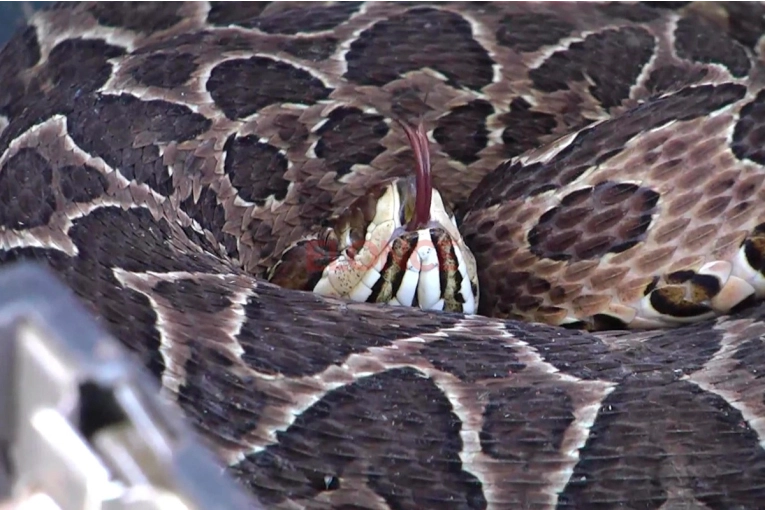 Un pequeño entrerriano fue mordido por una yarará y permanece internado