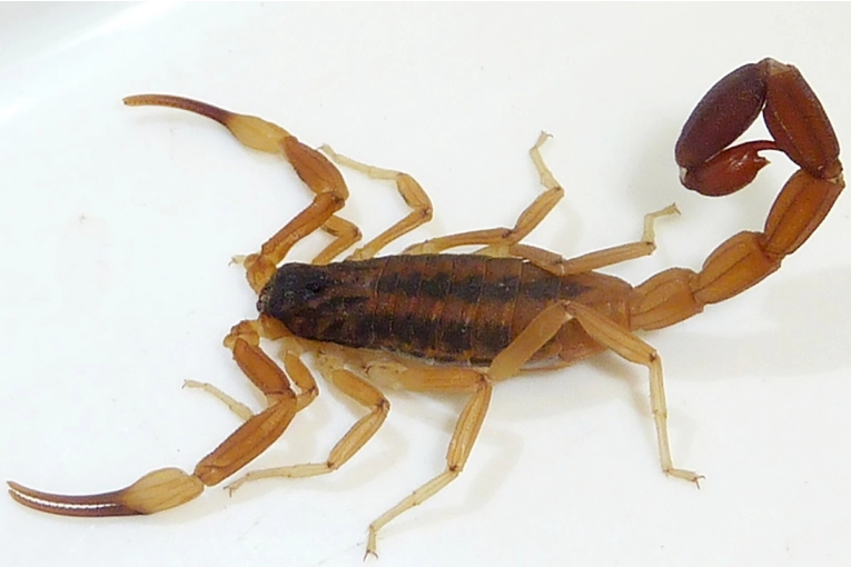 En Entre Ríos se han registrado más de doscientos casos de picaduras de alacranes en 2025