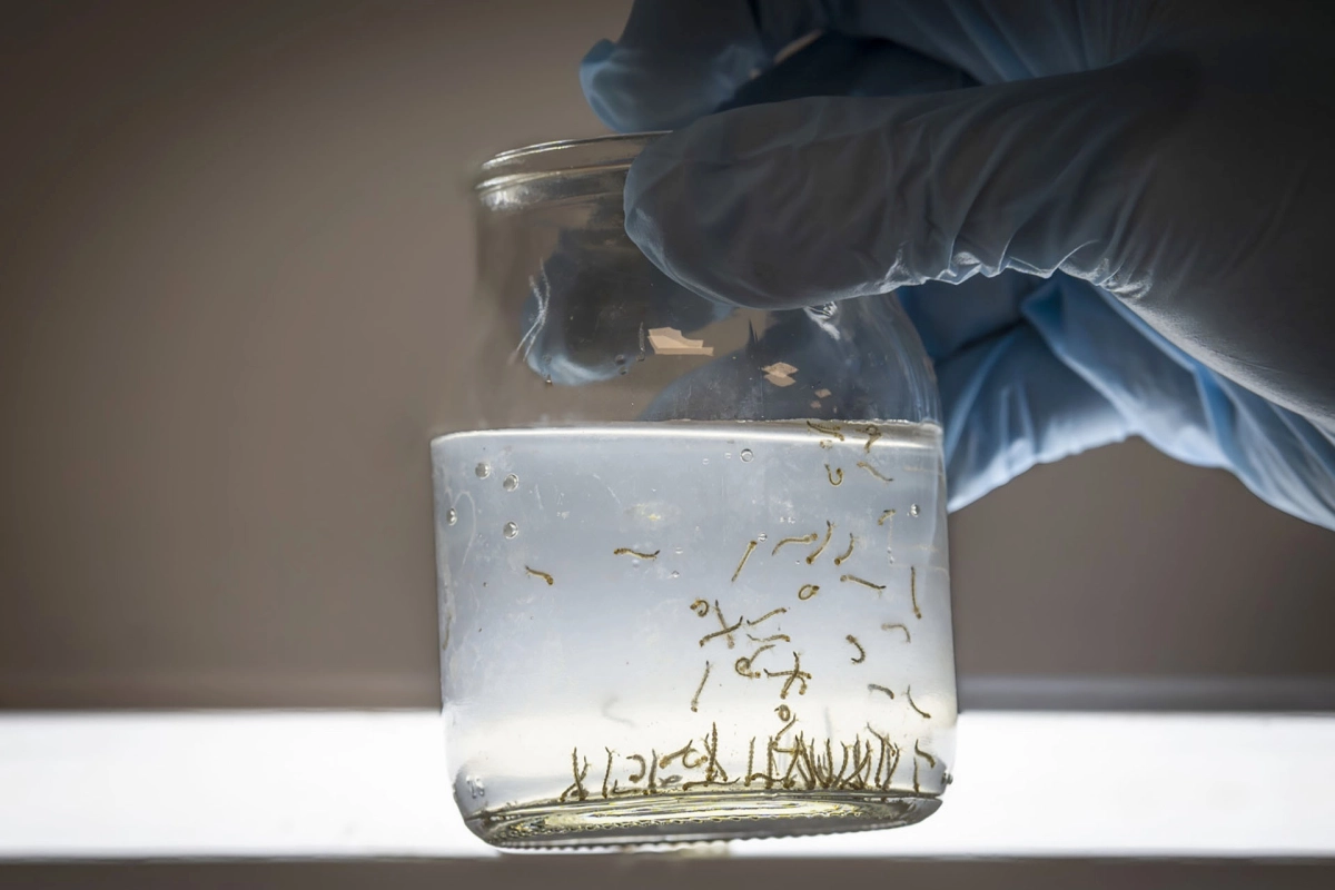Indicaron que los criaderos más frecuentes se dan en objetos que acumulan agua. Indicaron que los criaderos más frecuentes se dan en objetos que acumulan agua.