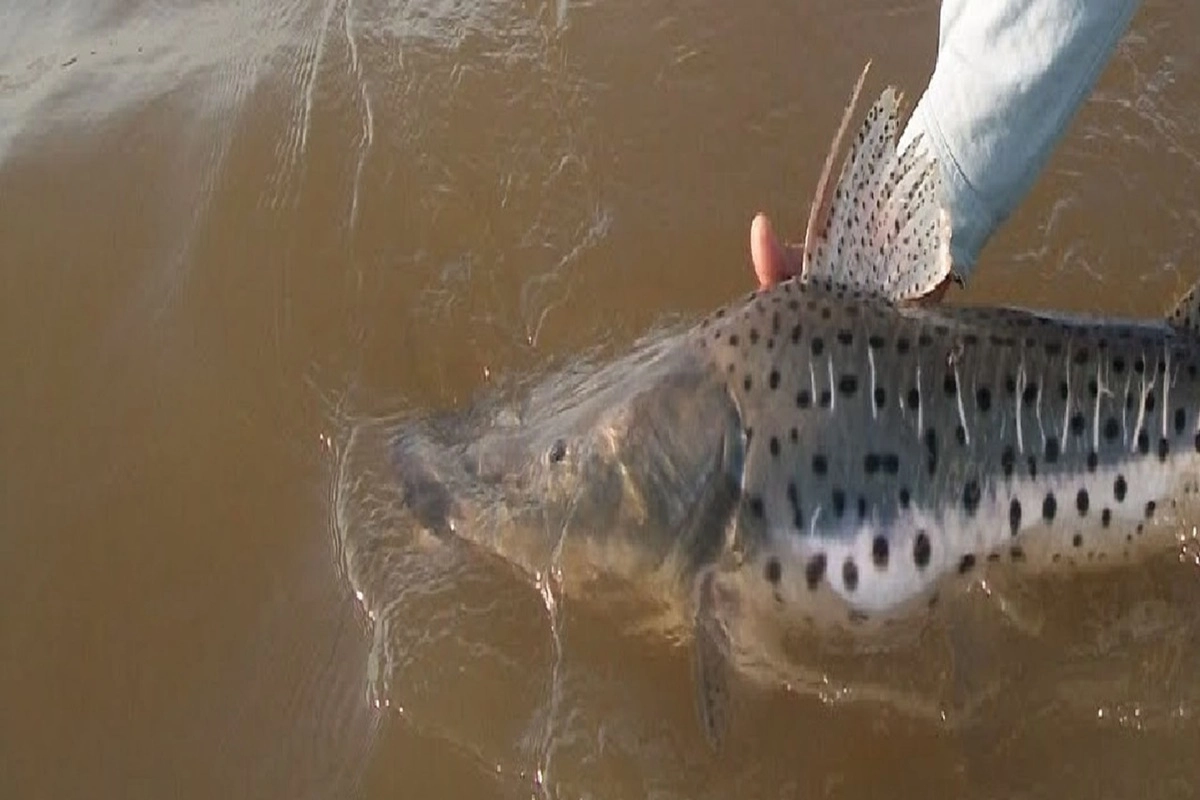 El objetivo de resguardar la especie en cuesti&oacute;n.