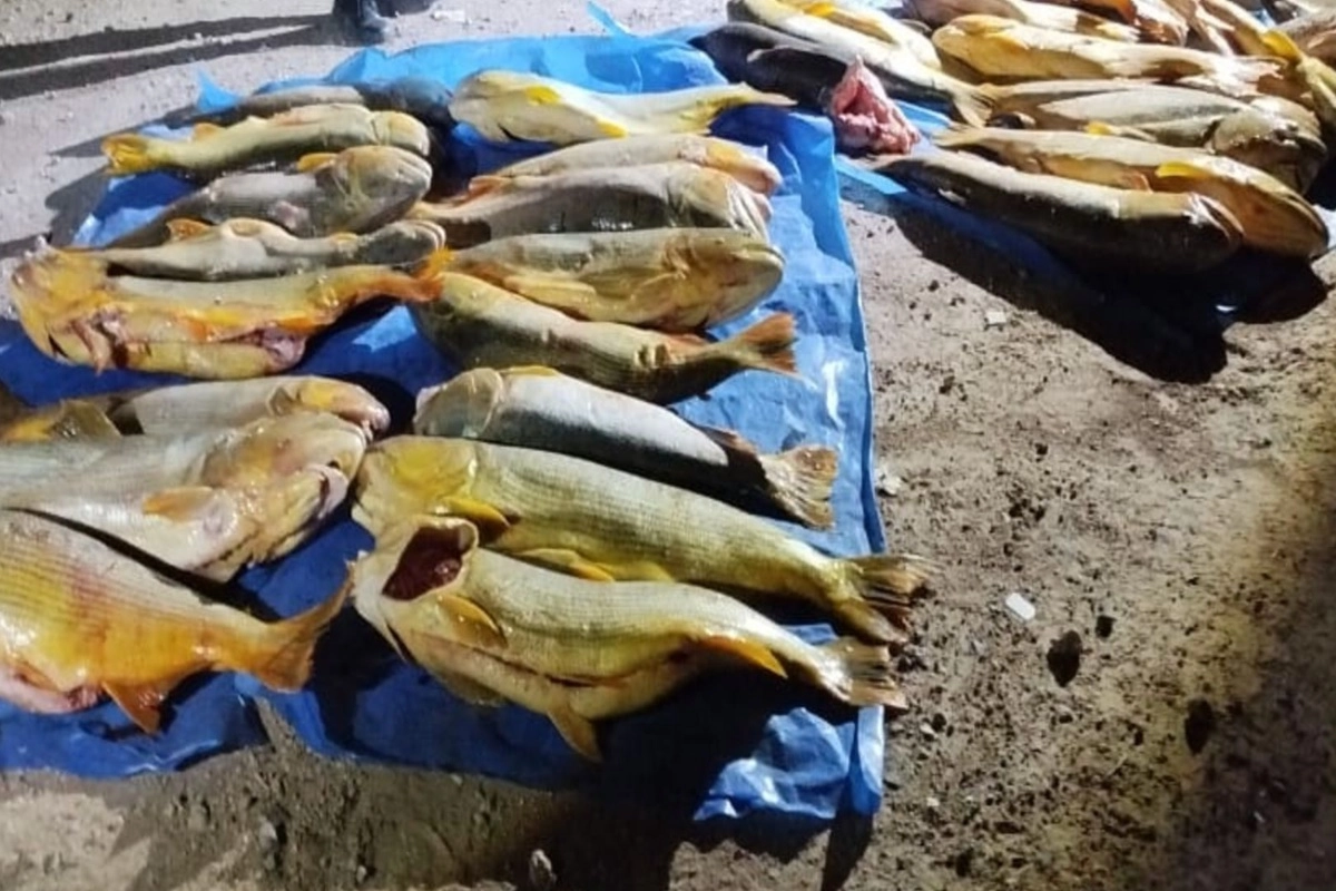 También se secuestró cinco freezer, una balanza, un martillo y una barreta de hierro. También se secuestró cinco freezer, una balanza, un martillo y una barreta de hierro.