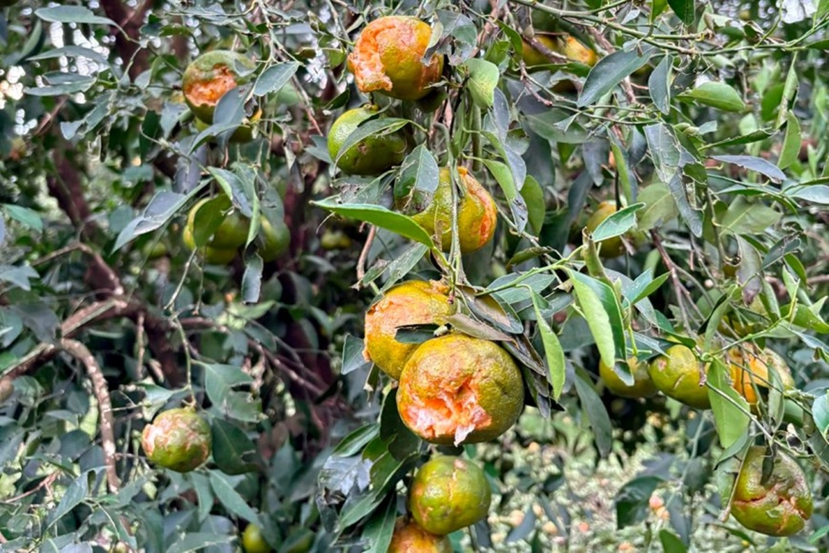 La medida va desde el 5 de mayo de 2025 hasta el 4 de mayo de 2026.