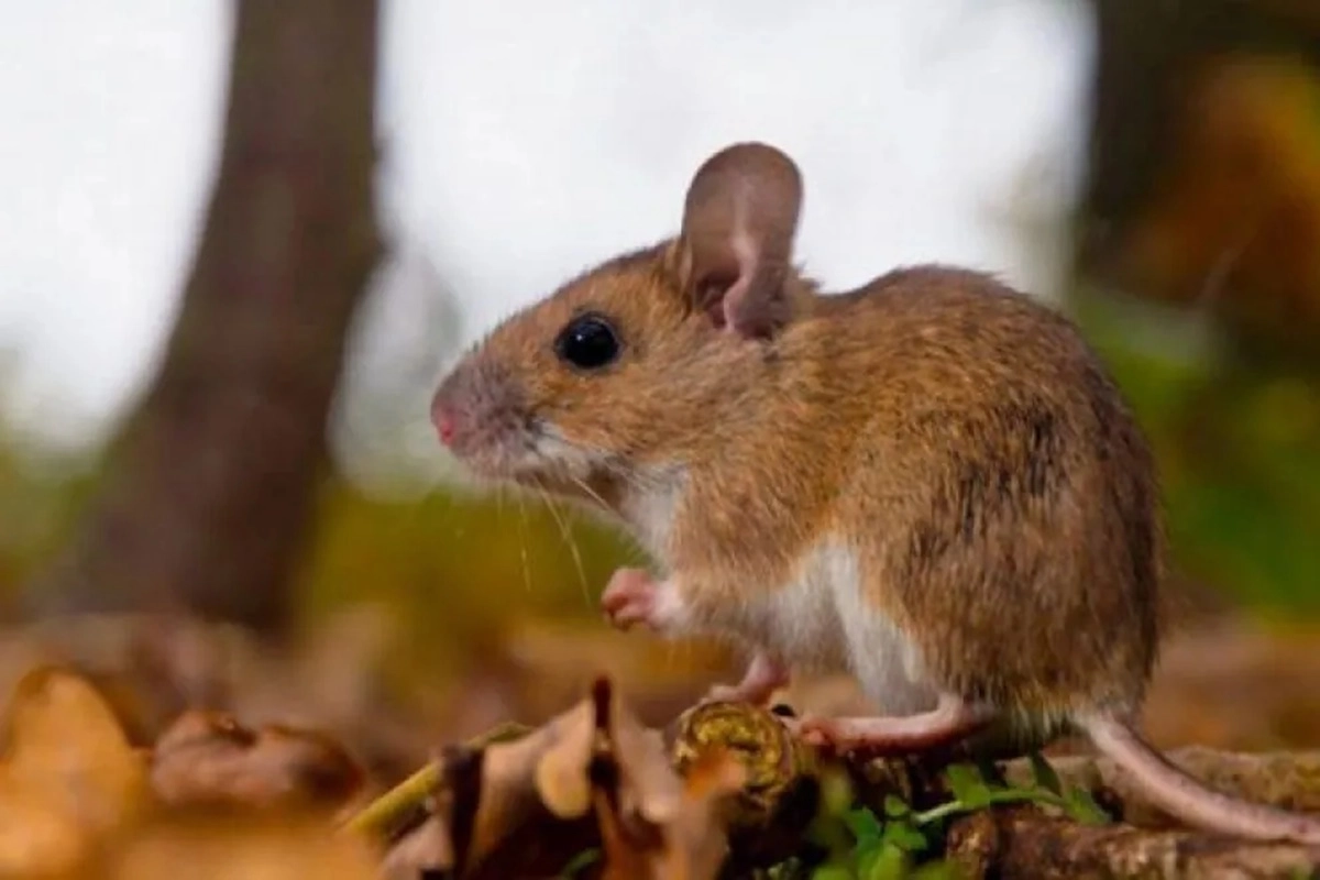 Se hizo hincapi&eacute; en la importancia de los antecedentes epidemiol&oacute;gicos en el diagn&oacute;stico.