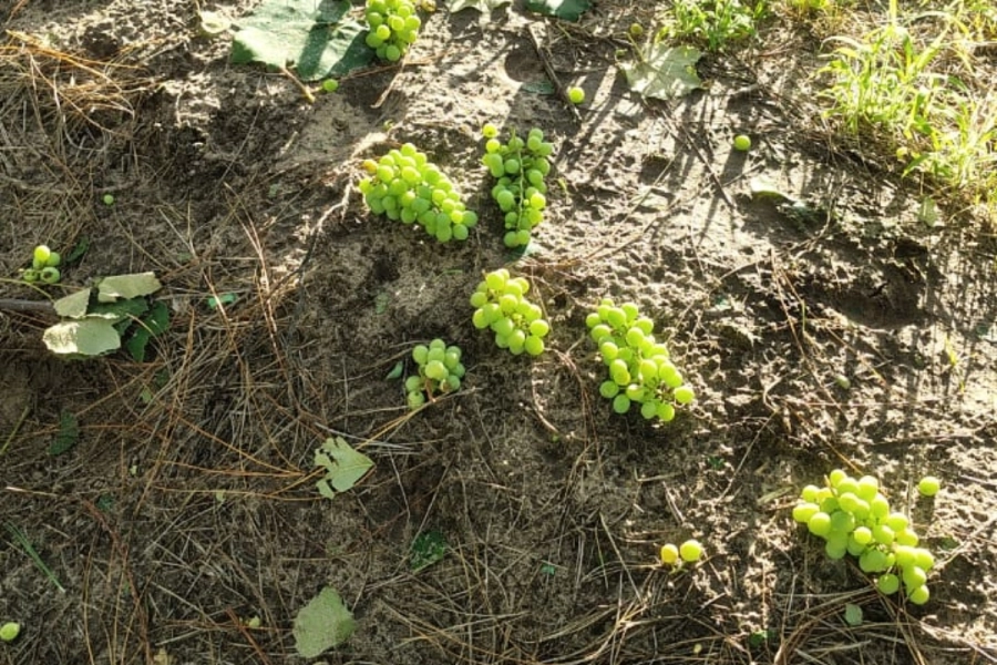 Las piedras provocaron da&ntilde;os en todo el lote.