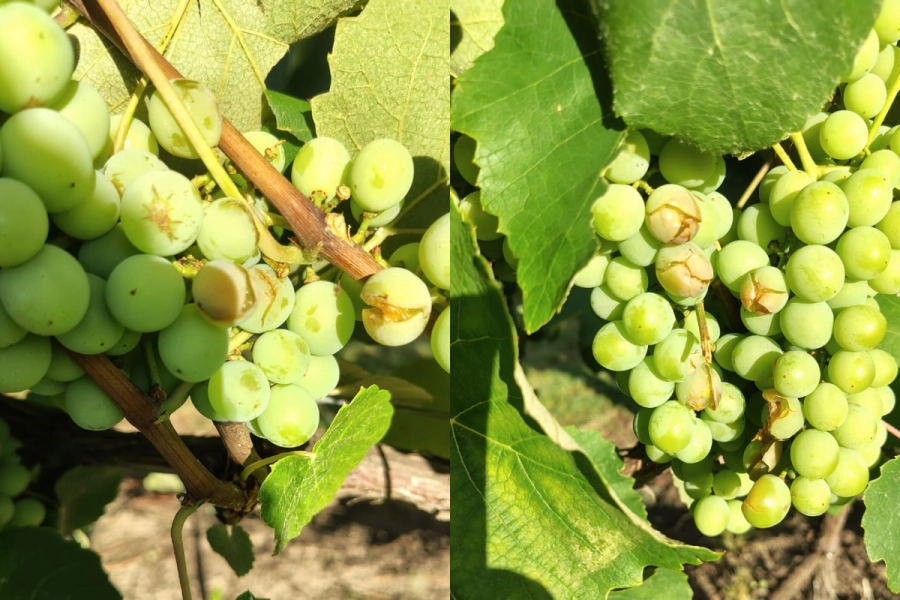 El estado de los frutos deber&aacute; ser controlado.