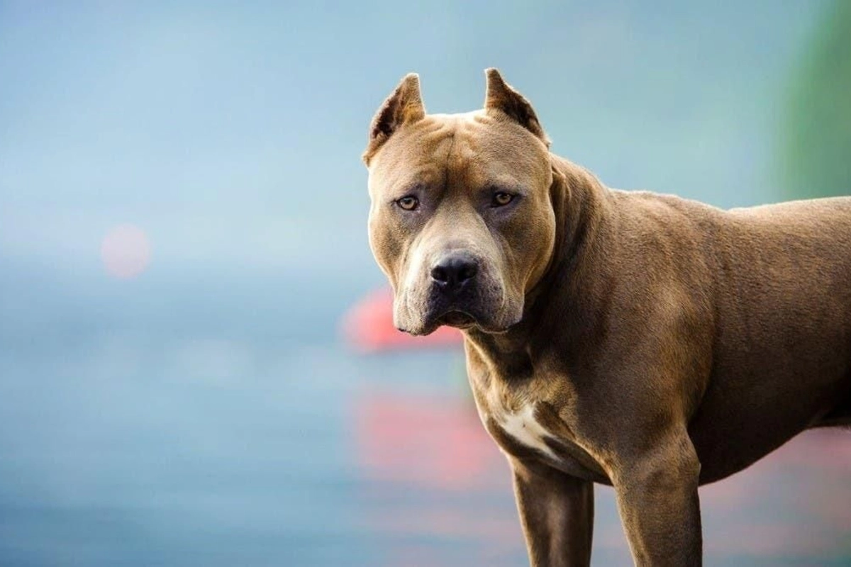 El due&ntilde;o fue multado por 600 mil pesos.