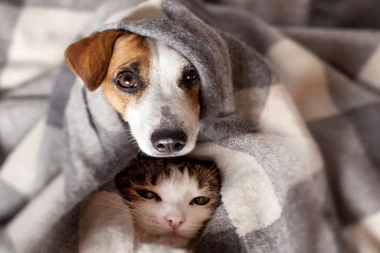 Proteccionistas de Concordia piden por unas fiestas con "pirotecnia cero"