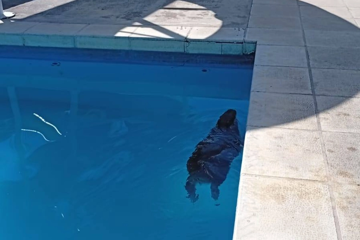 El animal fue luego, liberado en la reserva natural del propio complejo termal.