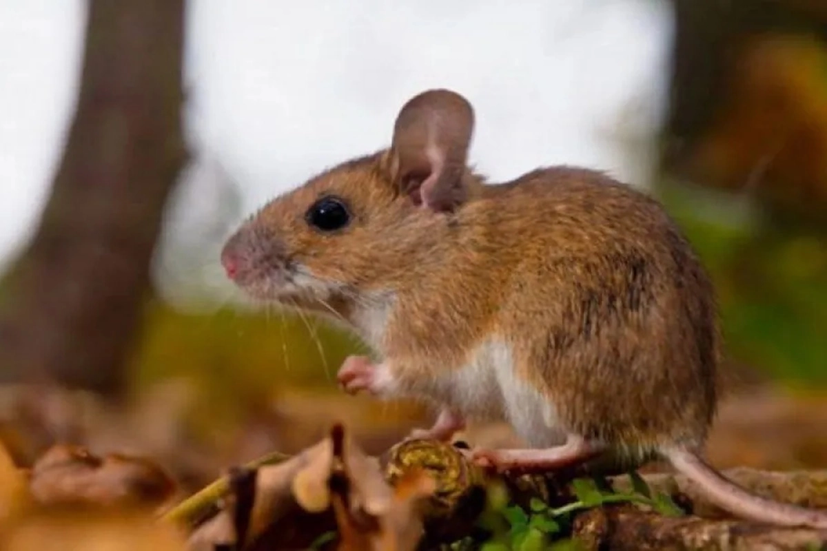 8 casos ya fueron confirmados en Entre R&iacute;os.