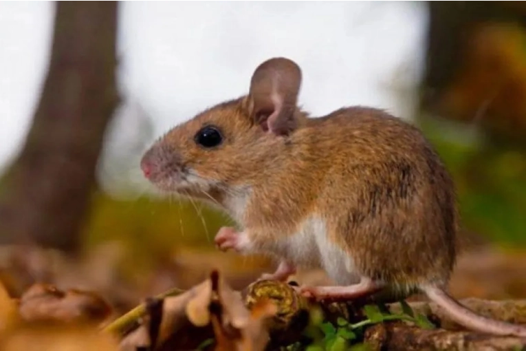 Entre R&iacute;os registra las cifras de Hantavirus m&aacute;s altas de las &uacute;ltimas seis temporadas