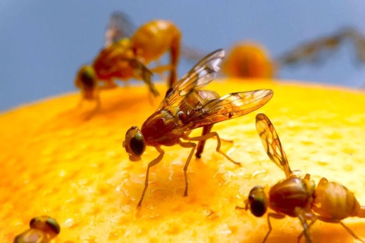 Se abordar&aacute; el manejo sostenible de la plaga.