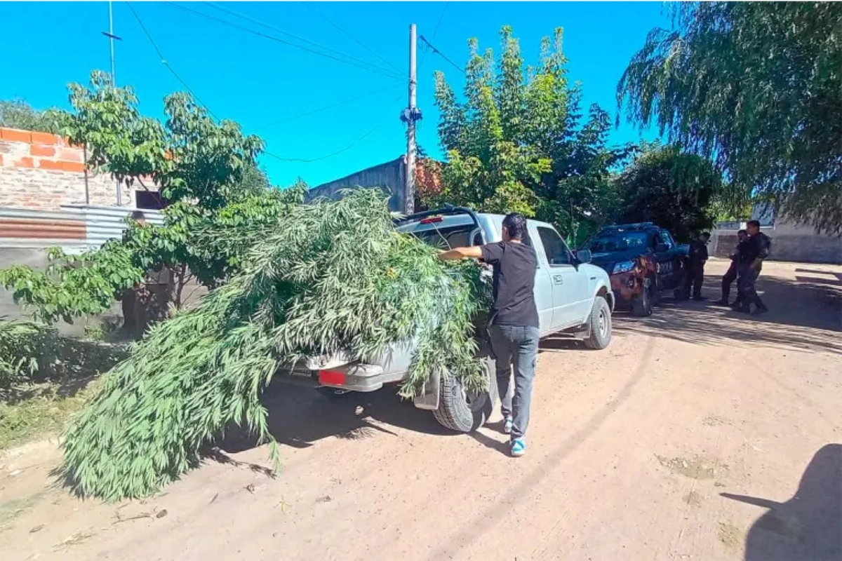 Los agentes se encontraron con plantas de hasta 4 metros.