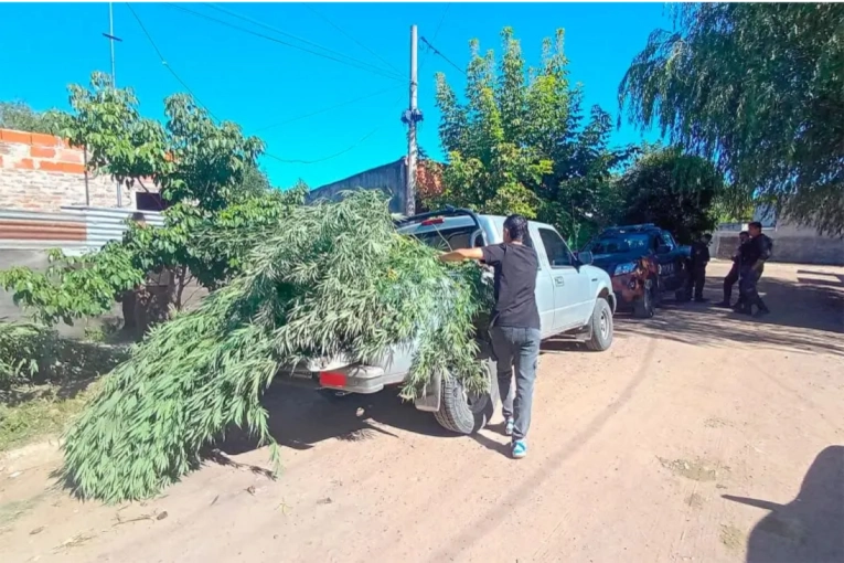 Un allanamiento por violencia de g&eacute;nero termin&oacute; con el secuestro de 12 plantas de marihuana