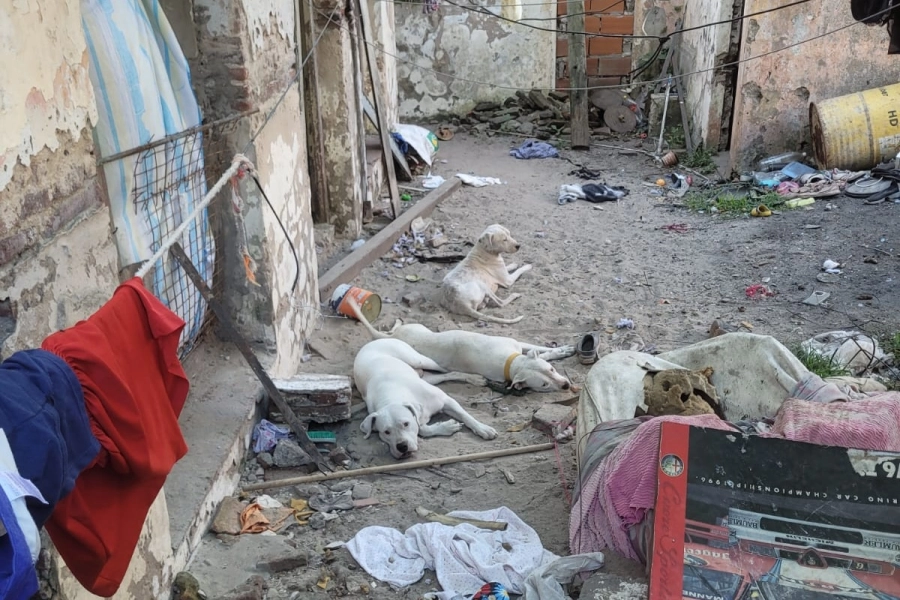 Los animales se encontraban en malas condiciones.