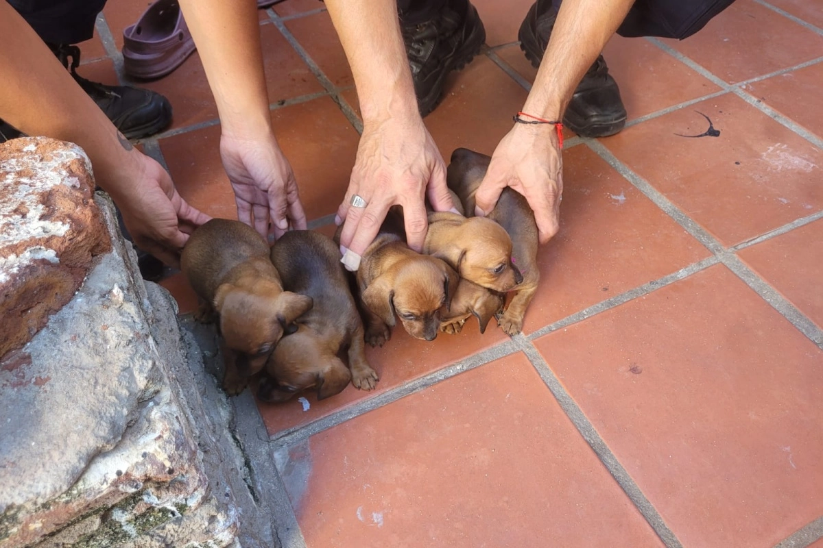 La polic&iacute;a secuestr&oacute; m&aacute;s de 10 animales.